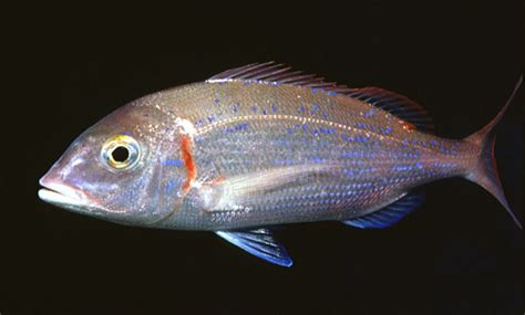 pagella fish|Can't tell your pagella from your .